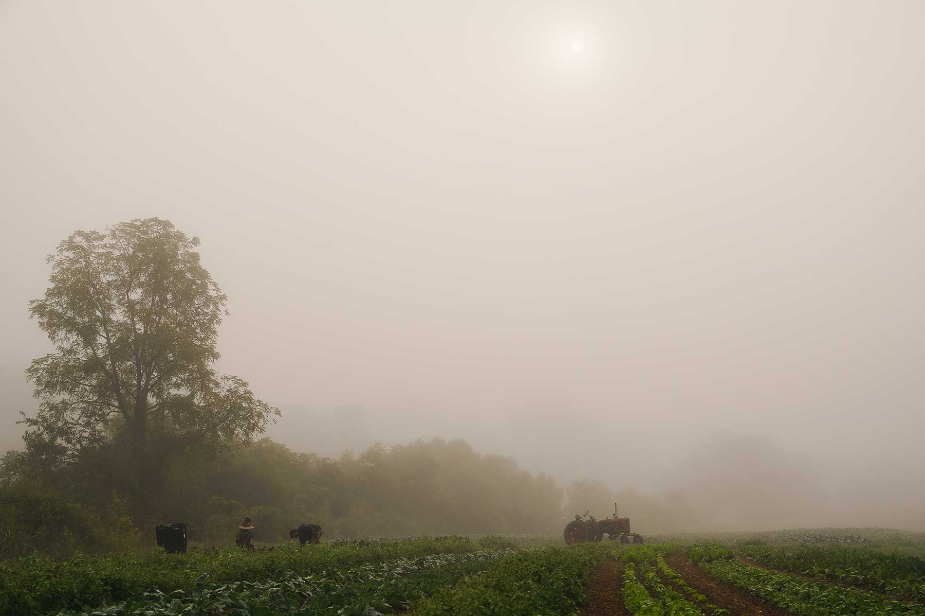 Gaining Ground Farm photo 6
