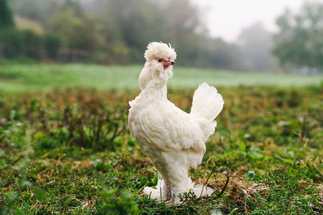 Gaining Ground Farm photo 3