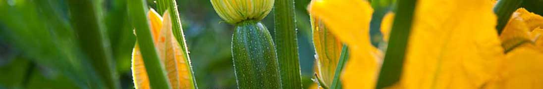 Gaining Ground Farm photo 8